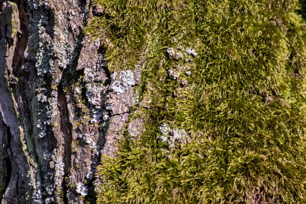 Baumrinde Mit Moos Der Natur — Stockfoto