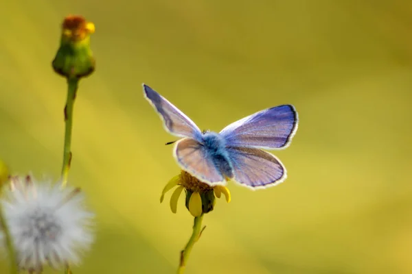 Beautiful Blue Butterfly Profile View Macro Shiny Blurred Background Bokeh — ストック写真
