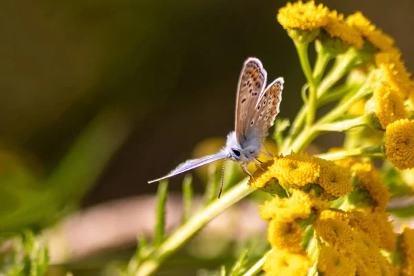 Beautiful Butterfly Profile View Macro Shiny Blurred Background Bokeh Summer — Φωτογραφία Αρχείου