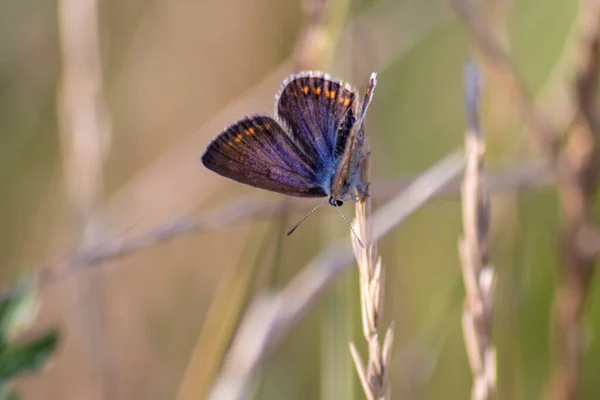 Beau Papillon Sur Branche Dans Nature — Photo