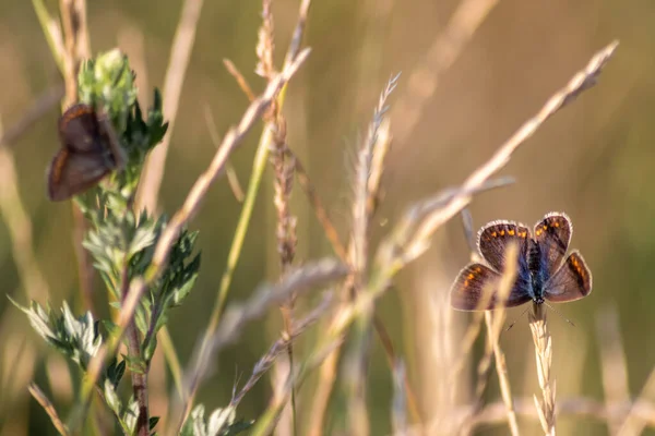 Couple Brown Butterflies Summer Grass Shows Beautiful Mating Behavior Butterflies — Fotografia de Stock