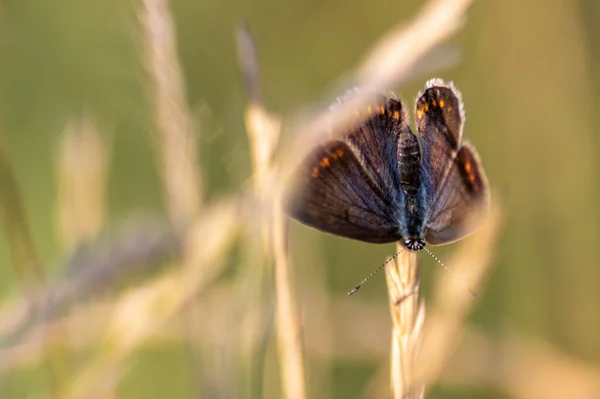 Beautiful Butterfly Branch Nature — Stock Photo, Image