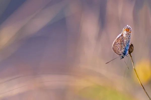 Piękny Motyl Gałęzi Przyrodzie — Zdjęcie stockowe