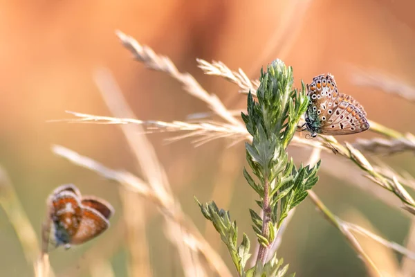 Butterflies Grass Sunny Field — Stock Photo, Image