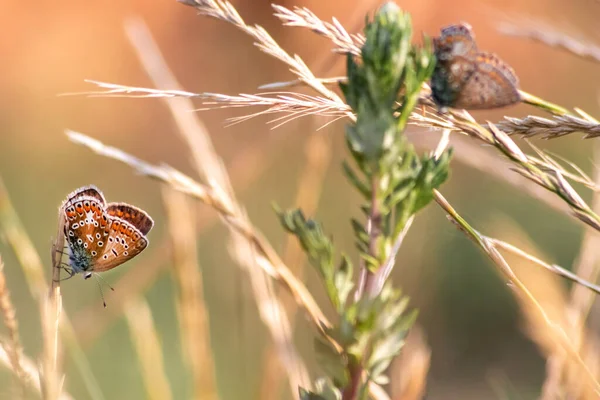 Бабочки Траве Солнечном Поле — стоковое фото