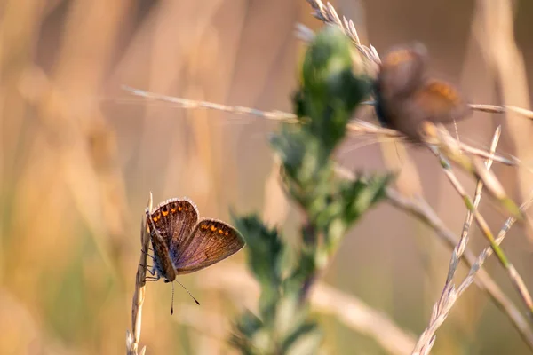 Butterflies Grass Sunny Field — Stock Photo, Image