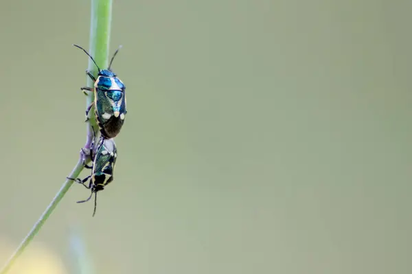 Käfer Auf Grünem Blatt Der Natur — Stockfoto