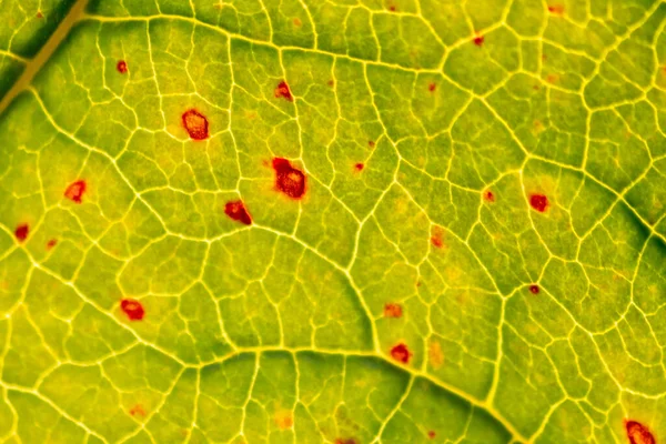 Folha Verde Com Manchas Vermelhas Textura Fundo — Fotografia de Stock