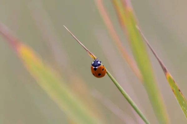 Nyckelpiga Ett Grönt Löv Naturen — Stockfoto