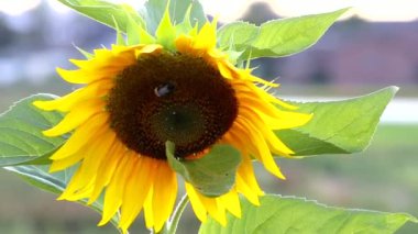 Rüzgarda sallanan ayçiçeği ayçiçeği tohumları için organik ayçiçeği tarlasında tatlı bal üretimi için arıları ve arıları polenleyen yaban arıları ve arıları ile yavaş çekimde sallanıyor.