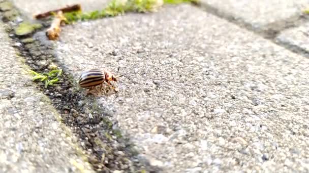 Escarabajo Patata Busca Papas Verduras Temporada Apareamiento Corriendo Por Suelo — Vídeos de Stock