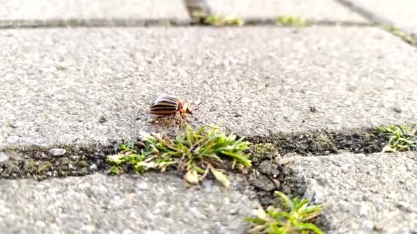 Potato Beetle Searching Potatoes Vegetables Mating Season Running Floor Farm — Vídeo de stock