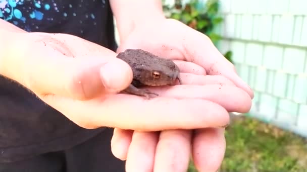 Child Holding Toad Hands Shows Animal Protection Animal Welfare Childhood — Stock Video