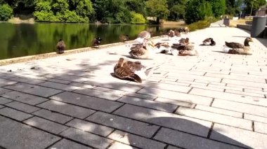 Şehir parkındaki bir gölün kaldırımında dinlenen ördekler ve uyuyan kazlar yazın güneşlenirken şehir yaşamına entegre olmuş kuşlar nehir kıyısındaki kaldırımda yayalar için utangaç değiller.