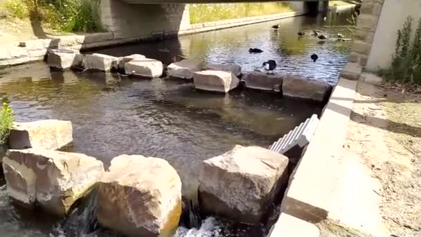 Little City Creek Calm Flowing Water Slow Motion Rocks Water — Video