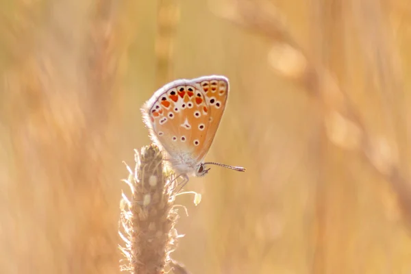 Beautiful Butterfly Profile View Macro Shiny Blurred Background Bokeh Summer — Fotografia de Stock