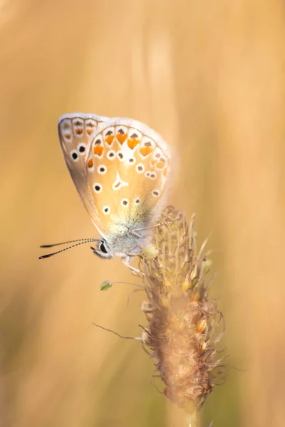 Beautiful Butterfly Profile View Macro Shiny Blurred Background Bokeh Summer — Photo