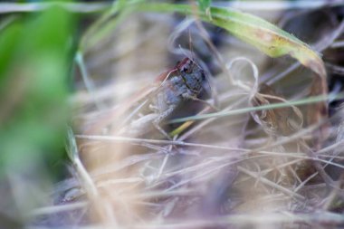 Ormandaki kuru dallarda çekirge.