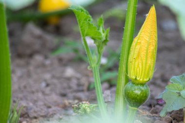 Growing pumpkins on organic farmland with ripening squash vegetables cultivation for halloween and thanksgiving with blossom home-grown cultivation of healthy nutrition as seasonal gardening snack