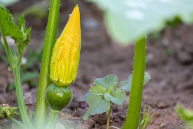 Growing pumpkins on organic farmland with ripening squash vegetables cultivation for halloween and thanksgiving with blossom home-grown cultivation of healthy nutrition as seasonal gardening snack