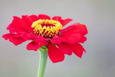 Bahçedeki güzel kırmızı çiçek