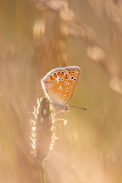 Beautiful Butterfly Profile View Macro Shiny Blurred Background Bokeh Summer — Fotografia de Stock