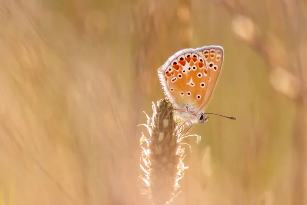 Beautiful Butterfly Profile View Macro Shiny Blurred Background Bokeh Summer — ストック写真