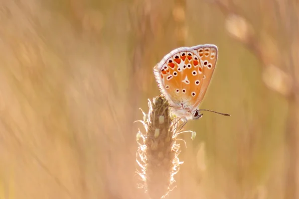 Borboleta Bonita Perfil Vista Macro Com Fundo Borrado Brilhante Bokeh — Fotografia de Stock