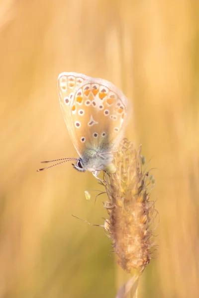 Beau Papillon Vue Profil Macro Avec Fond Flou Brillant Bokeh — Photo