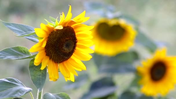 Sunflower Swaying Wind Close Slow Motion Pollinating Bumblebees Bees Collecting — Vídeo de Stock