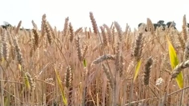 Organic farming with growing wheat production and harvesting grainfield in summer for agricultural grain crop and food production after drought and idyllic countryside farm with golden grain cereals