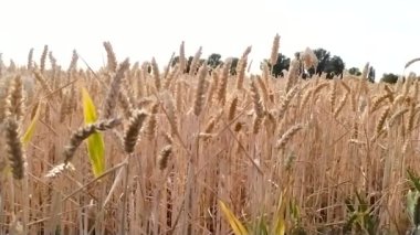 Organic farming with growing wheat production and harvesting grainfield in summer for agricultural grain crop and food production after drought and idyllic countryside farm with golden grain cereals