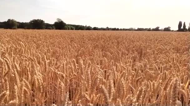 Organic Farming Growing Wheat Production Harvesting Grainfield Summer Agricultural Grain — Wideo stockowe