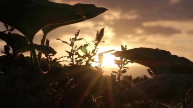 Organik balkabağı tarlasının günbatımında alçak açılı olarak olgunlaşması cennet gibi bir tarlanın kabak yetiştirdiğini gösteriyor. Sağlıklı tarımda balkabakları ve yeşil yapraklar arka planda.