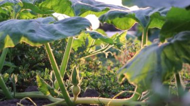 Organic pumpkin field ripening on organic farmland with low angle view in sunset shows idyllic plantation to grow squash and thanksgiving pumpkins in healthy agriculture with green leaves in backlight