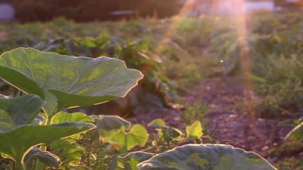 Organic Pumpkin Field Ripening Organic Farmland Low Angle View Sunset — стоковое видео