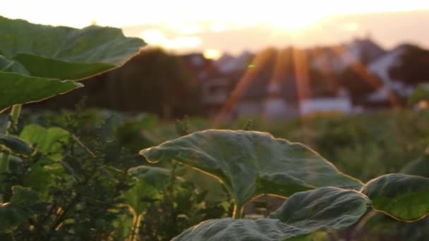 Organic Pumpkin Field Ripening Organic Farmland Low Angle View Sunset — Video Stock