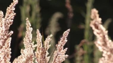 Dry fluffy grass glowing in summer sunset backlight with waving and swinging moves shows relaxing summertime of an idyllic meadow countryside with lensflares and rural meadow field dry golden reed