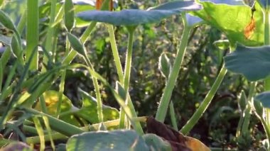 Pumpkin field at thanksgiving in low angle view and side view shows growing pumpkins and ripening squashes for halloween and thanksgiving holidays in fall with organic farming and organic vegetables