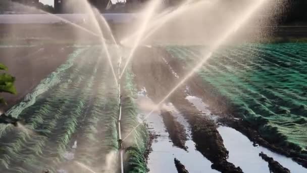 Agricultural Irrigation System Needed Due Hot Summer Drought Caused Climate — Stockvideo