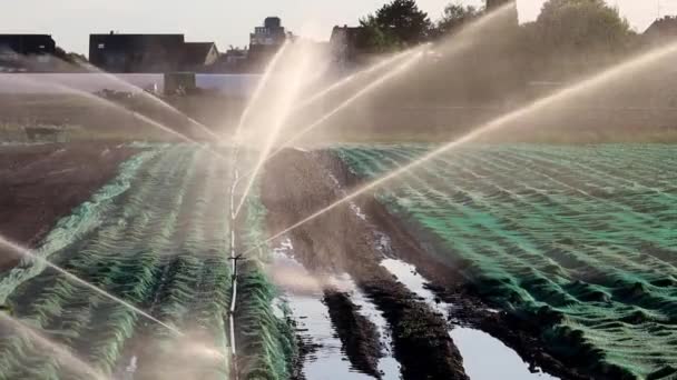 Agricultural Irrigation System Needed Due Hot Summer Drought Caused Climate — Stock videók