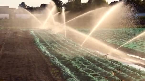 Agricultural Irrigation System Needed Due Hot Summer Drought Caused Climate — Vídeo de Stock