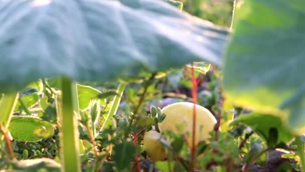 Pumpkin Field Thanksgiving Low Angle View Side View Shows Growing — Vídeo de stock