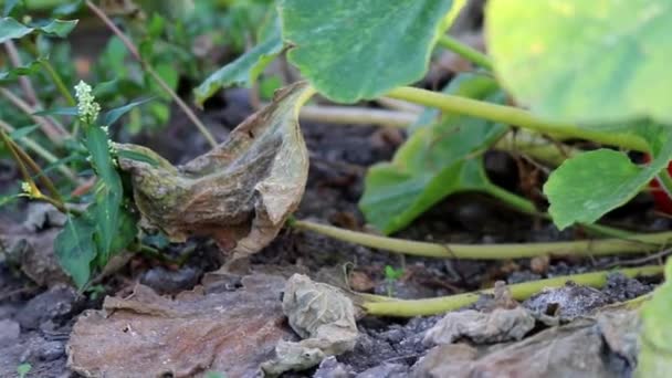 Pumpkin Field Thanksgiving Low Angle View Side View Shows Growing — Vídeo de Stock