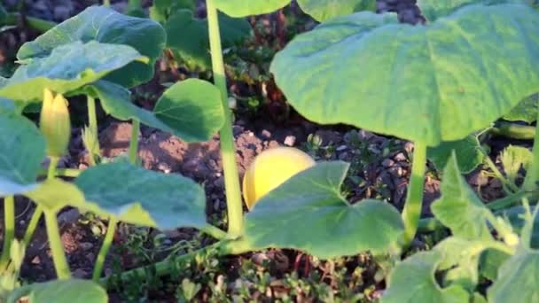 Pumpkin Field Thanksgiving Low Angle View Side View Shows Growing — Vídeo de Stock