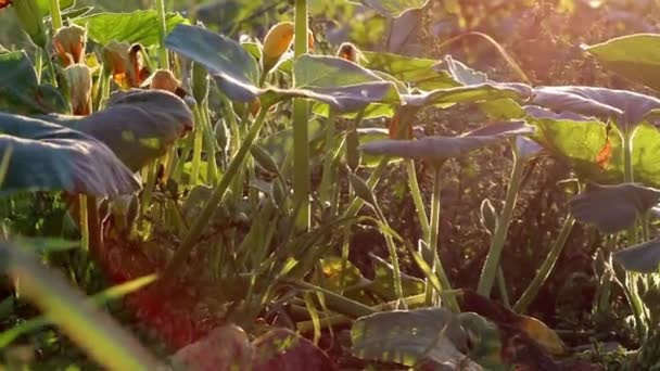 Pumpkin Field Thanksgiving Low Angle View Side View Shows Growing — 图库视频影像