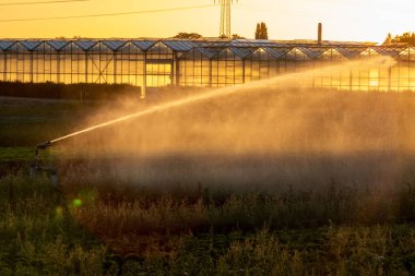 Agricultural irrigation system is needed due to hot summer and drought caused by climate change threatens agriculture and farming industry with dry weather and no rainfall inflate crop prices harvest