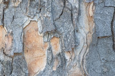 Ağaç kabuğu dokusunu kapat