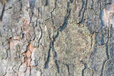 Ağaç kabuğu dokusunu kapat