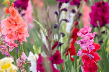 Field of flowers to cut by yourself in intense colors and vibrant colors shows the summer from floral and colorful side with different flowers and many colorful blossoms for mothers day or valentines